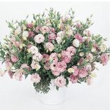 Eустома ABC F1 Rose imp 2 pro-ABCRose2-100 фото