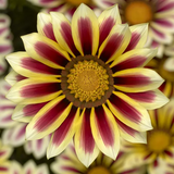 Газания Big Kiss F1 White Flame  pro-gazbigkisf1whiflaimp-1000 фото