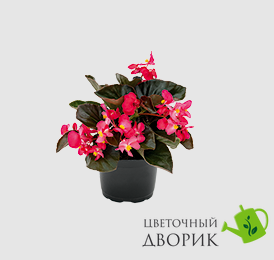 Бегония Big F1 Deep Rose Bronze Leaf pro-begbigf1deerosbrolea-500 фото
