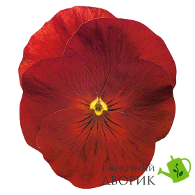 Виола Inspire Plus Scarlet pro-InspirPlusScarlet-500 фото