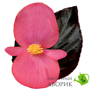 Бегонія Big DeluXXe F1 Rose Espresso New2027 BIGDeluXXeRoseEspresso-5 фото