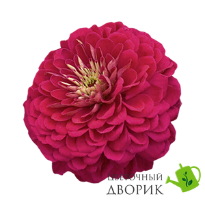 Циннія Benary's Giant Wine Benary'sGianWine фото