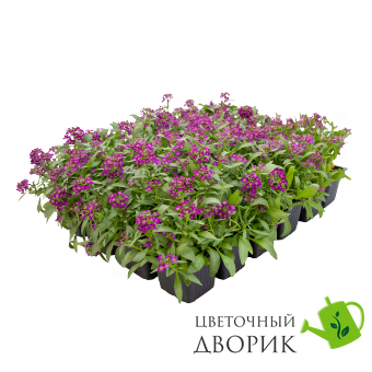 Алиссум Wonderland Deep Purple pro-aliwondeepur-10000 фото