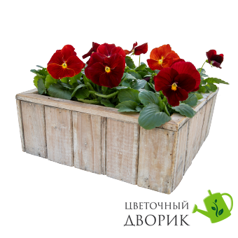 Виола Inspire Plus Scarlet pro-InspirPlusScarlet-500 фото
