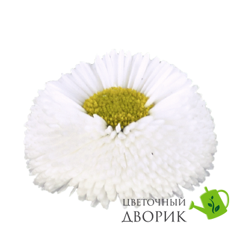 Маргаритка BellaDaisy White pro-marbelmixnew202-1000 фото
