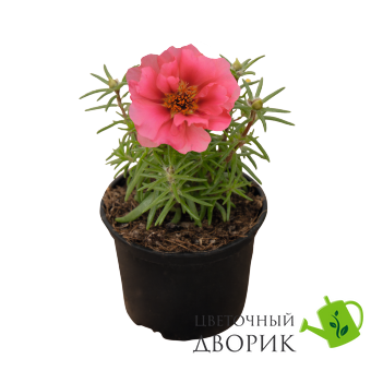 Портулак крупноцветковый Sundial Coral pro-SundialCor-500md фото