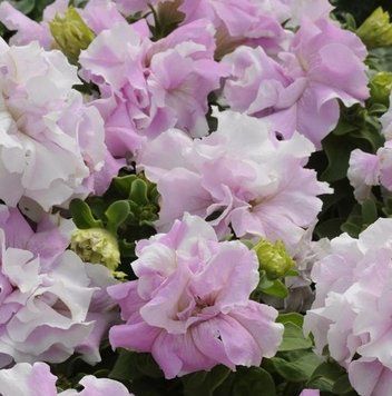 Петунія Double Cascade F1 Orchid Mist DoubleCascadeOrchidMist фото