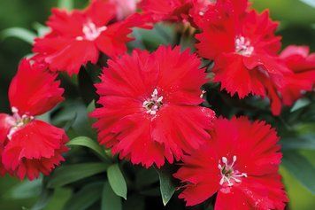 Гвоздика Diana Scarlet pro-DianaScarlet-1000 фото