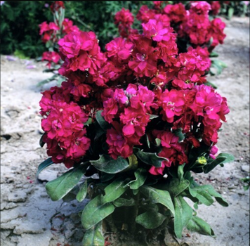 Маттиола Cinderella Red pro-CinderellaRed-1000 фото