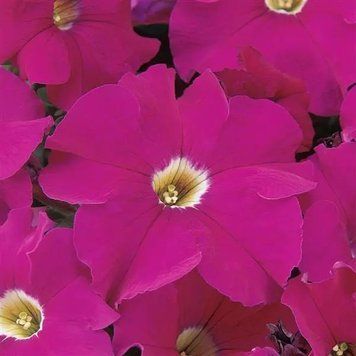 Петунія Dreams F1 Neon Rose pro-petdref1neoros-1000dr фото