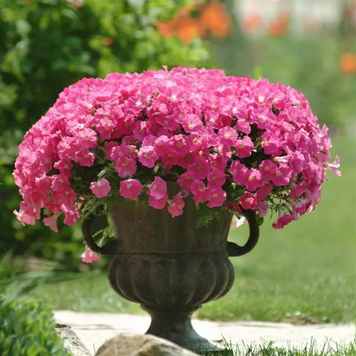 Петунiя Shock Wave F1 Rose pro-ShockWaveF1Rose-100 фото