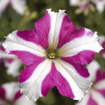 Петунiя Tritunia F1 Rose Star pro-TrituniaRoseS-1000dr фото