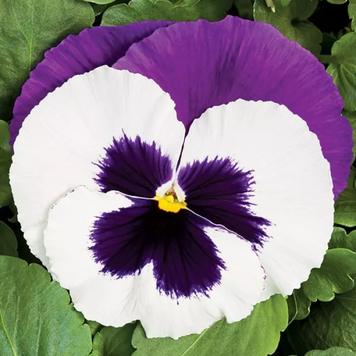 Вiола Colossus F1 White with Purple Wing pro-ColossusWwPW-1000 фото