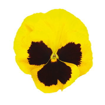 Виола Inspire DeluXXe F1 Yellow Blotch InspireDeluXXeYellowBlotch фото