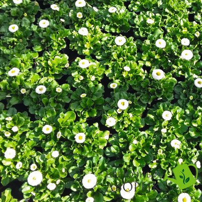 Маргаритка BellaDaisy White pro-marbelmixnew202-1000 фото