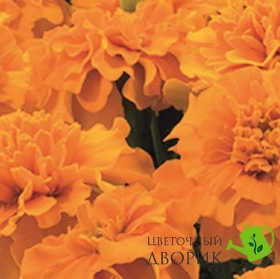 Тагетес Little Hero Orange pro-taglitherora-1000 фото