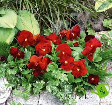 Виола Inspire Plus Scarlet pro-InspirPlusScarlet-500 фото