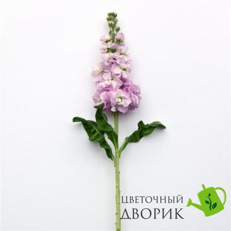 Маттиола Figaro Light Rose pro-matfigligros-1000 фото