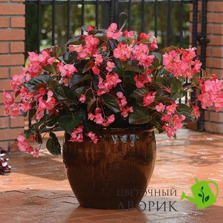 Бегония Big F1 Deep Rose Bronze Leaf pro-begbigf1deerosbrolea-500 фото