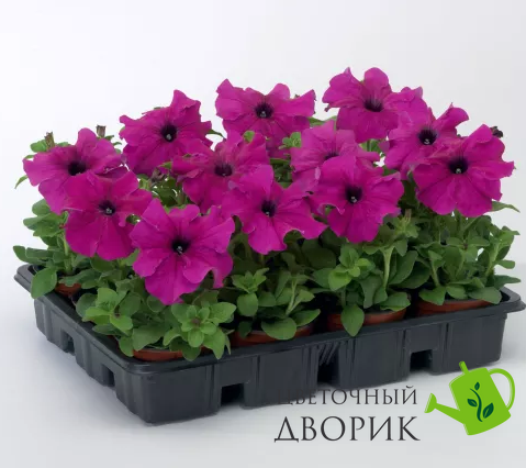 Петунія Tritunia F1 Purple TrituniaPurple фото