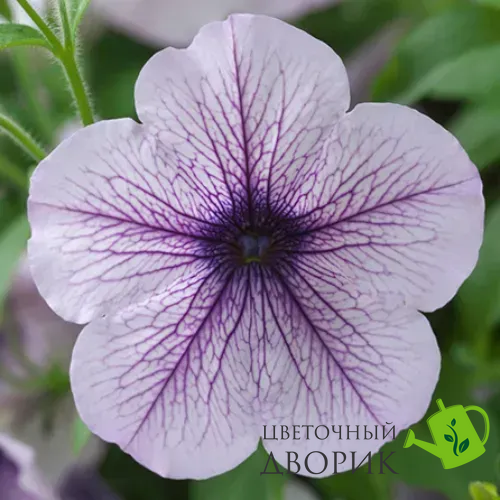Петуния Opera Supreme F1 Lilac Ice OperaSupremeLilacIce фото