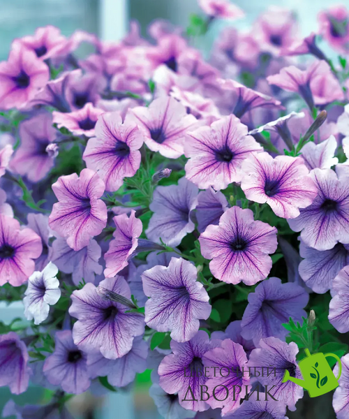 Петуния Opera Supreme F1 Lilac Ice OperaSupremeLilacIce фото