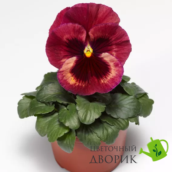 Виола Delta Speedy F1 Rose Medley DeltaSpeedyRoseM фото