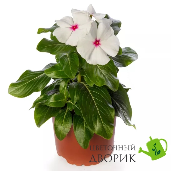 Вінка Blockbuster F1 Peppermint pro-vinblopep-1000 фото