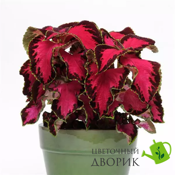 Колеус Premium Sun Chocolate Covered Cherry pro-PremiumSunChocolateCoveredCherry-100 фото