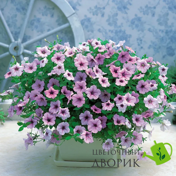 Петуния Opera Supreme F1 Lilac Ice OperaSupremeLilacIce фото