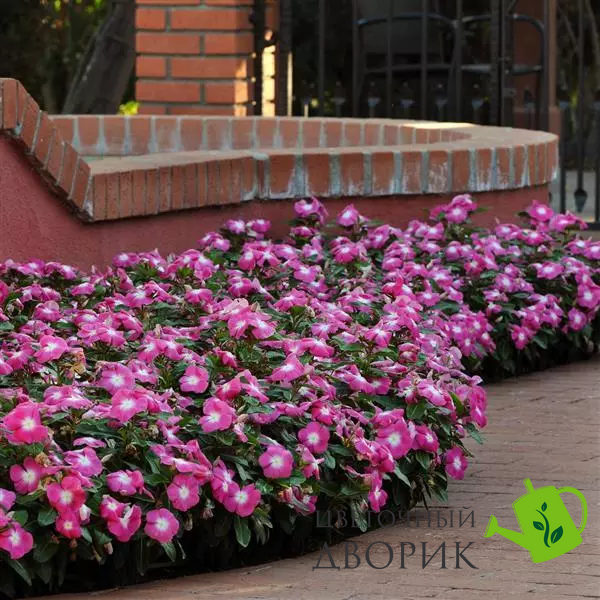 Вiнка Titan Rose Halo pro-TitanRoseHalo-500 фото