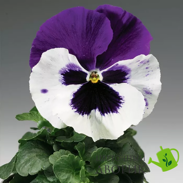 Вiола Colossus F1 White with Purple Wing pro-ColossusWwPW-1000 фото