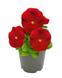 Виола Inspire Plus Scarlet pro-InspirPlusScarlet-500 фото 1