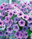 Петуния Opera Supreme F1 Lilac Ice OperaSupremeLilacIce фото 3