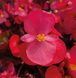 Бегония Big F1 Deep Rose Bronze Leaf pro-begbigf1deerosbrolea-500 фото 3