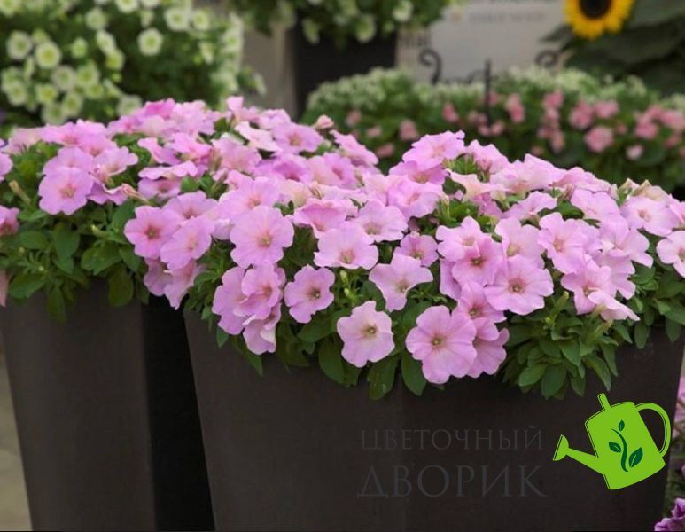 Петунія Trilogy F1 Pink Lips TrilogyPinkLips фото