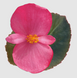 Бегония Big F1 Deep Rose Bronze Leaf pro-begbigf1deerosbrolea-500 фото 1