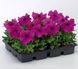 Петунія Tritunia F1 Purple TrituniaPurple фото 2