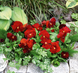Виола Inspire Plus Scarlet pro-InspirPlusScarlet-500 фото 4