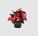 Бегония Big F1 Deep Rose Bronze Leaf pro-begbigf1deerosbrolea-500 фото 2