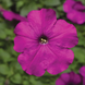 Петуния Damask F1 Violet pro-petdamf1vio-1000s фото 2