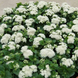 Агератум Aloha White aaw-10 фото 1