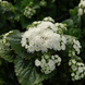 Агератум Aloha White aaw-10 фото 2