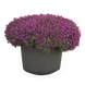 Алиссум Wonderland Deep Purple pro-aliwondeepur-10000 фото 3