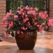 Бегония Big F1 Deep Rose Bronze Leaf pro-begbigf1deerosbrolea-500 фото 4