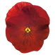 Виола Inspire Plus Scarlet pro-InspirPlusScarlet-500 фото 2