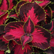 Колеус Premium Sun Chocolate Covered Cherry pro-PremiumSunChocolateCoveredCherry-100 фото 1