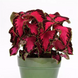 Колеус Premium Sun Chocolate Covered Cherry pro-PremiumSunChocolateCoveredCherry-100 фото 2