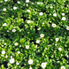 Маргаритка BellaDaisy White pro-marbelmixnew202-1000 фото 3