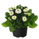 Маргаритка BellaDaisy White pro-marbelmixnew202-1000 фото 1